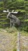 PICTURES/St. Martin and Fundy Parkway/t_Moose Sculpture1.jpg